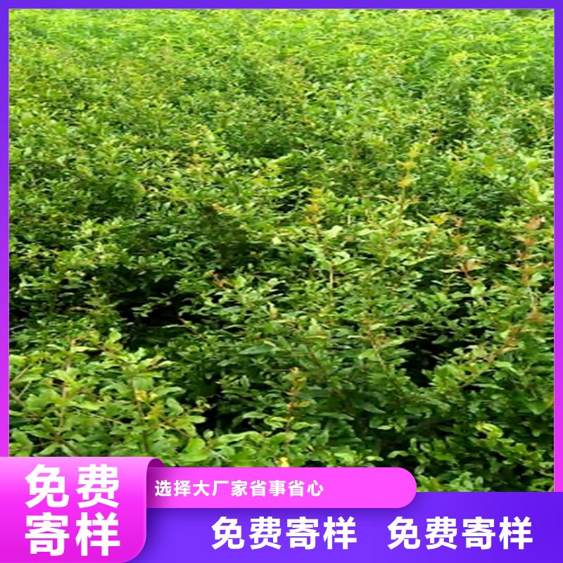 石榴【蓝莓苗】好货直供