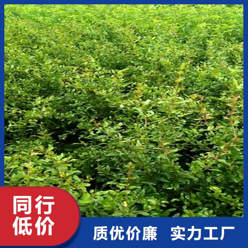 【 石榴苹果苗交货准时】 轩园园艺场(乌海市分公司)