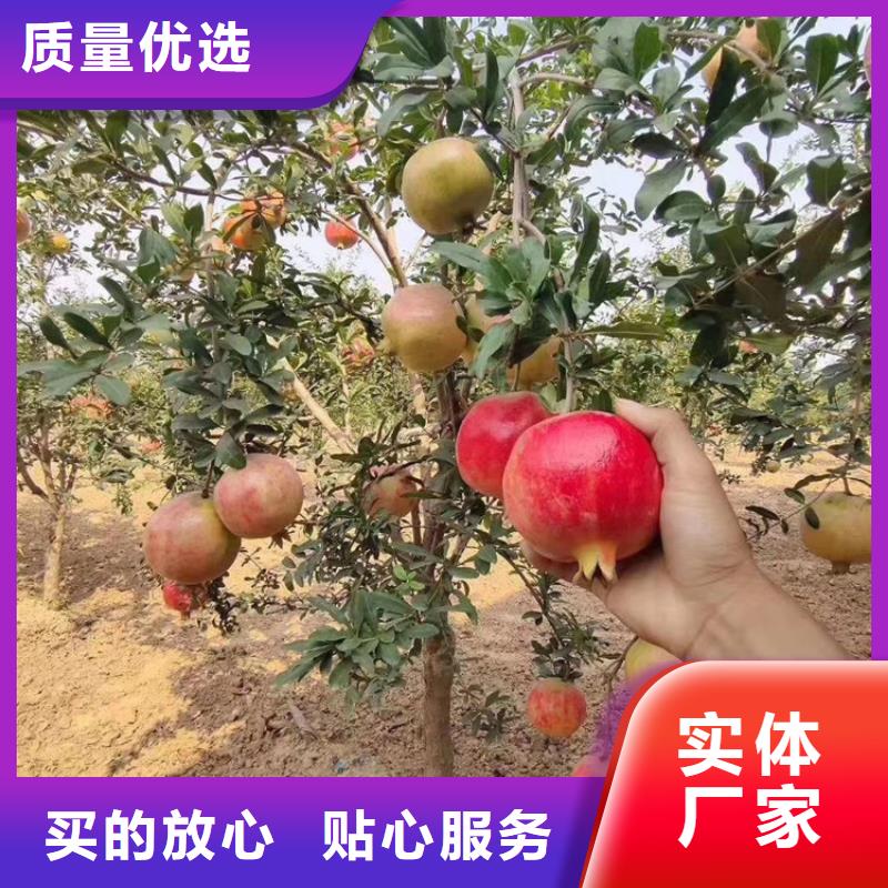 石榴,【梨树苗】实力公司-市场覆盖|蒲江|武侯|广元|宜宾|甘孜|攀枝花|凉山|泸州-二八商务