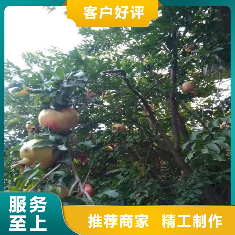 石榴樱桃苗实拍品质保障
