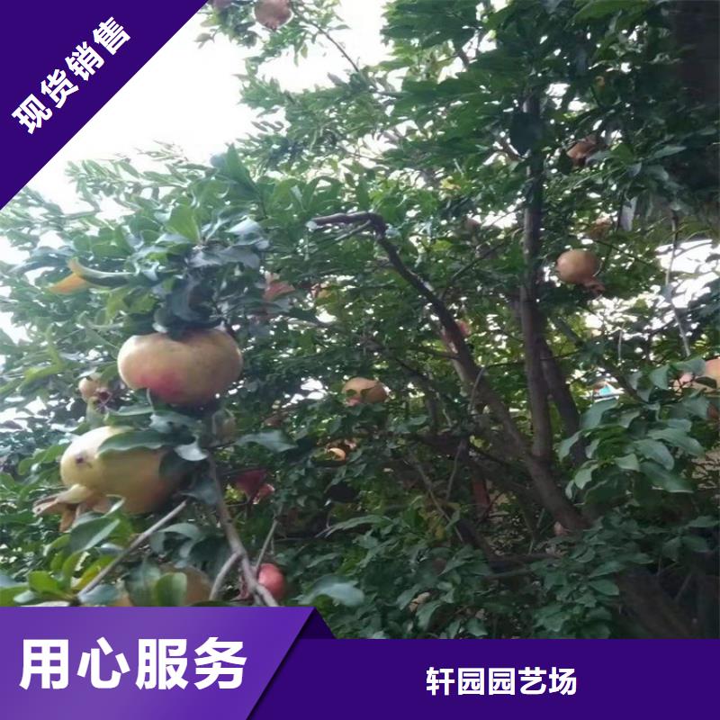 石榴【苹果苗】品质无所畏惧
