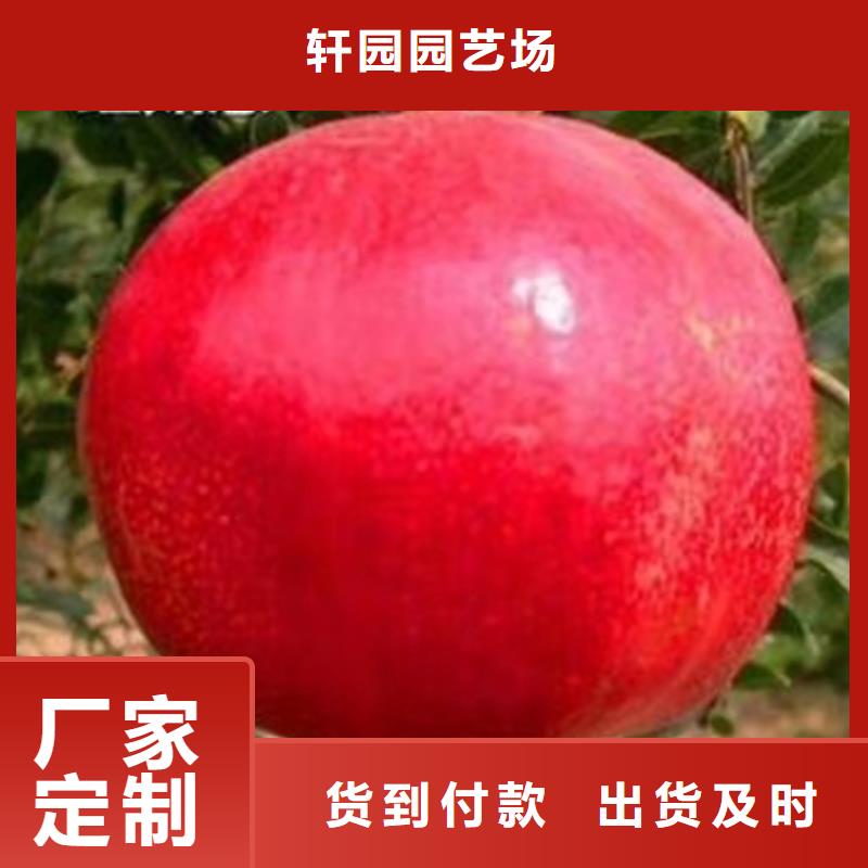 石榴,【梨树苗】实力公司-市场覆盖|蒲江|武侯|广元|宜宾|甘孜|攀枝花|凉山|泸州-二八商务