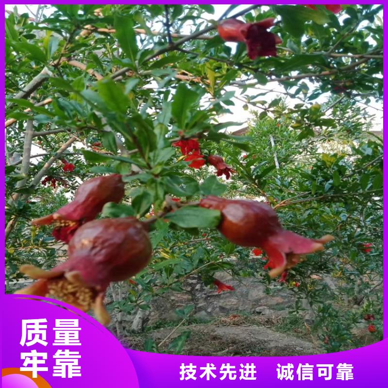 石榴李树苗可定制有保障