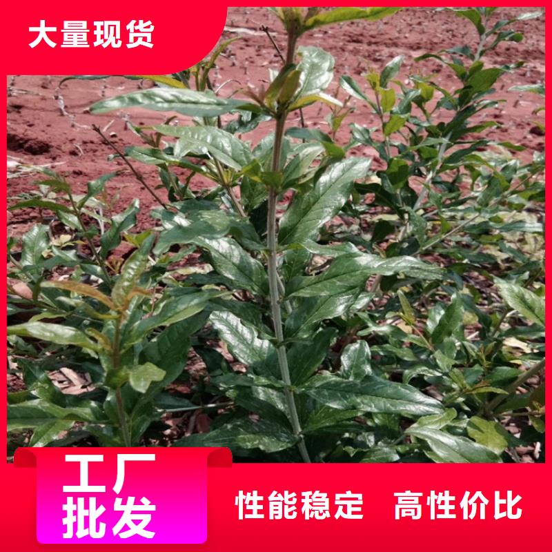 石榴樱桃苗原厂制造