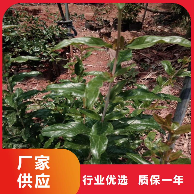 【 石榴苹果苗交货准时】 轩园园艺场(乌海市分公司)