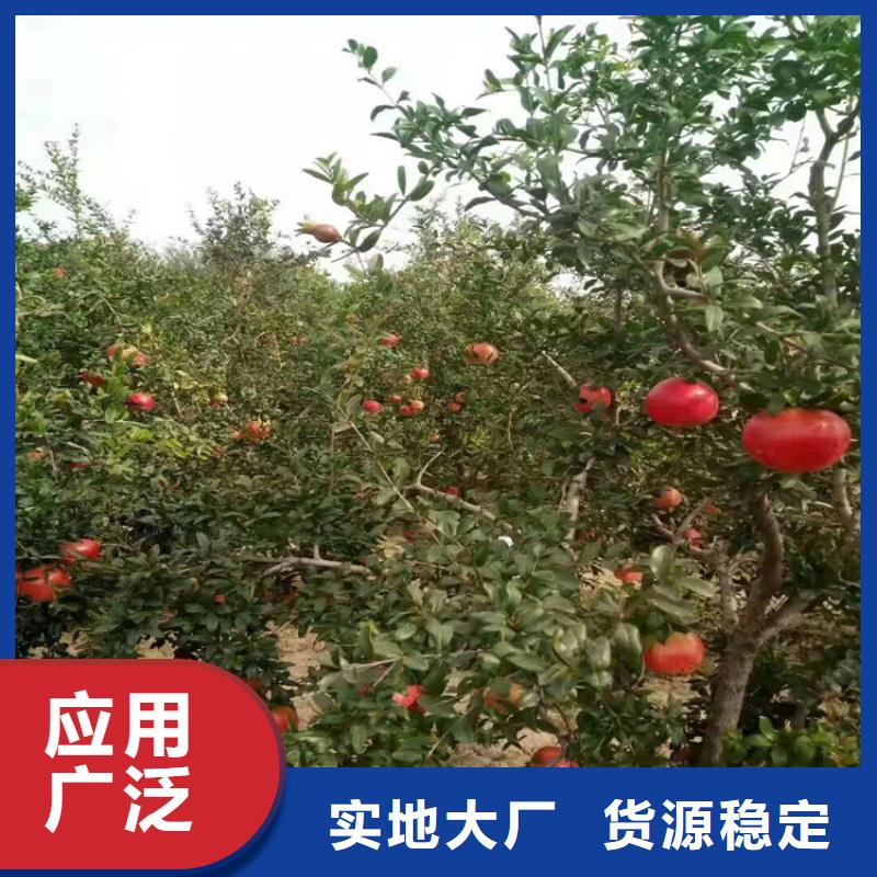 【 石榴苹果苗交货准时】 轩园园艺场(乌海市分公司)
