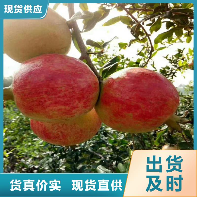 【 石榴苹果苗交货准时】 轩园园艺场(乌海市分公司)