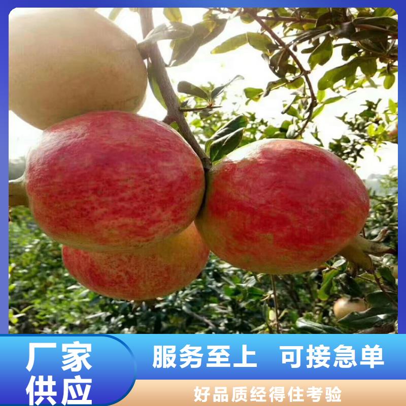 石榴李树苗可定制有保障