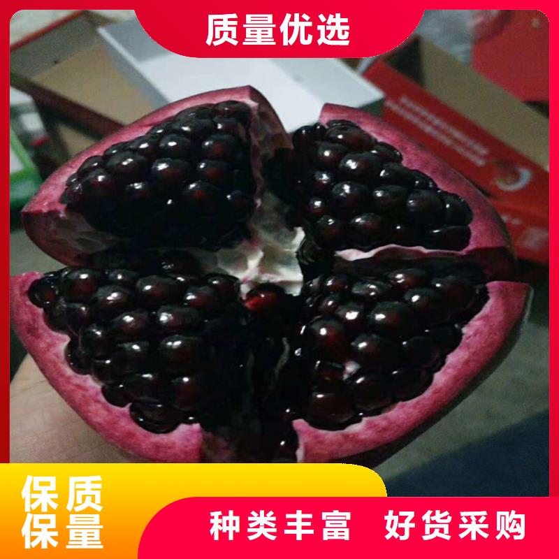石榴【苹果苗】品质无所畏惧