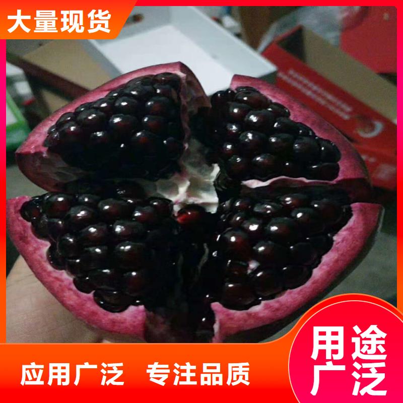 石榴李子苗精品优选