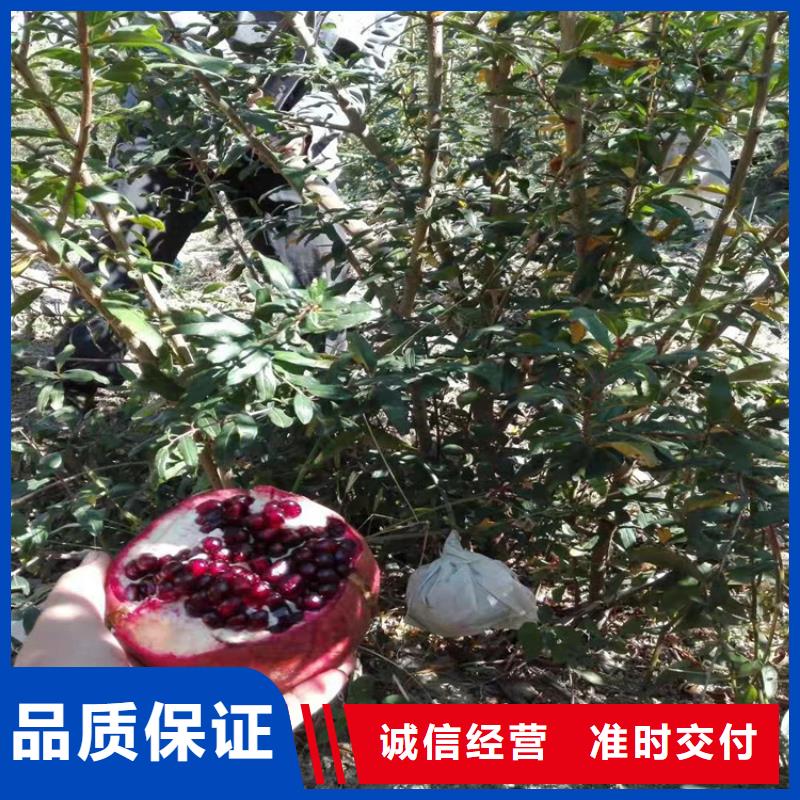 石榴-桃树苗现货批发