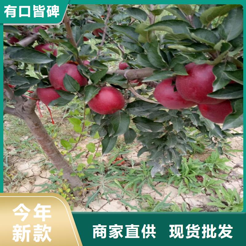 石榴李子苗精品优选