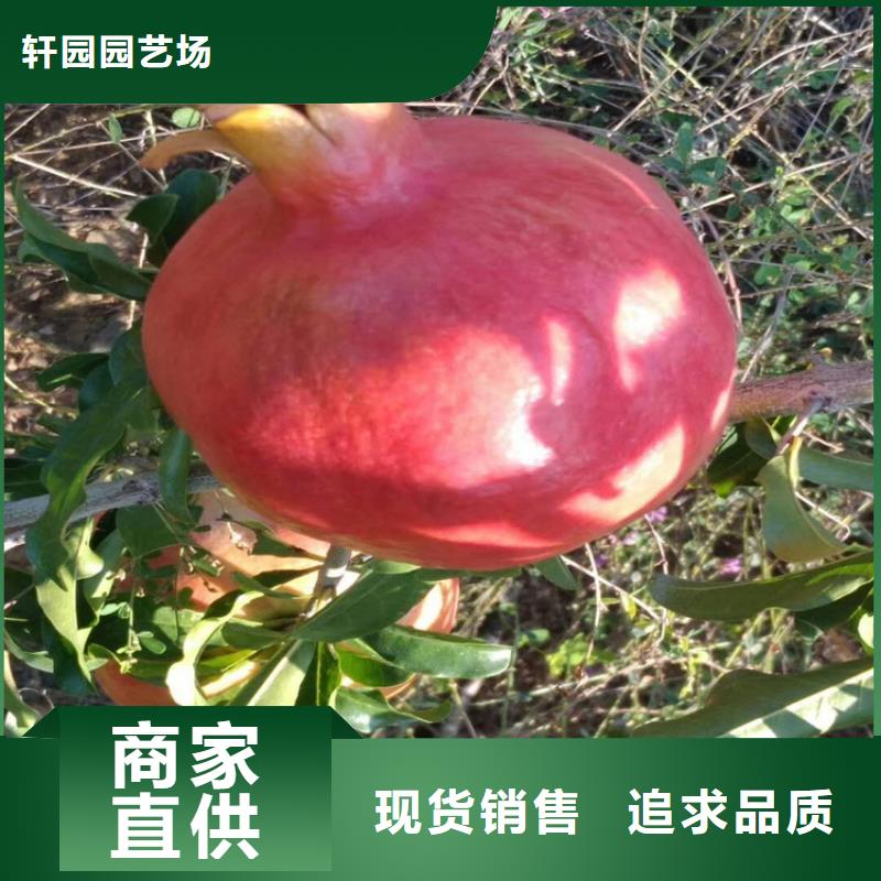 石榴樱桃苗原厂制造