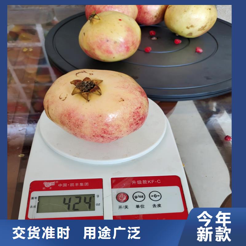 石榴李树苗可定制有保障