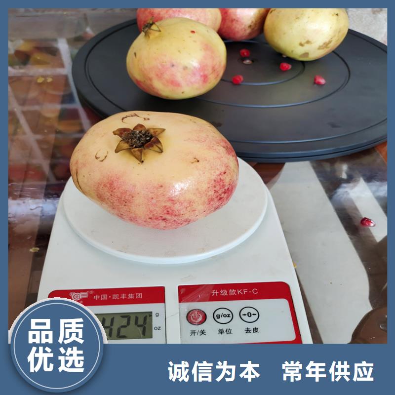 【 石榴苹果苗交货准时】 轩园园艺场(乌海市分公司)