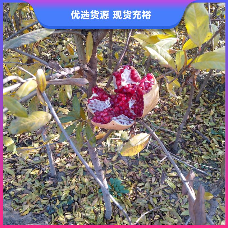 石榴,【梨树苗】实力公司-市场覆盖|蒲江|武侯|广元|宜宾|甘孜|攀枝花|凉山|泸州-二八商务