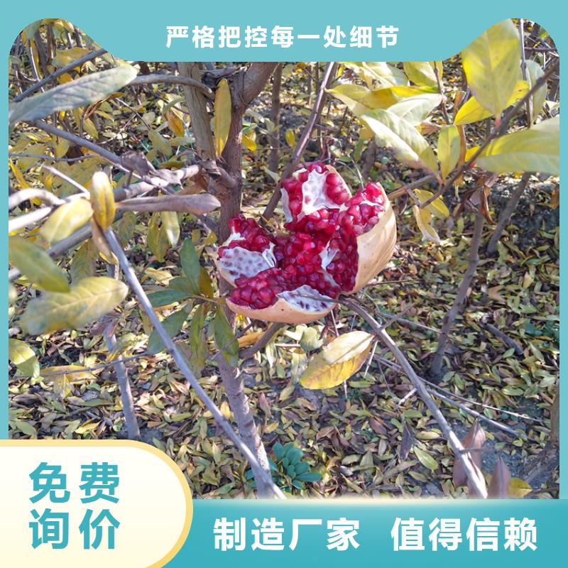 石榴樱桃苗实拍品质保障