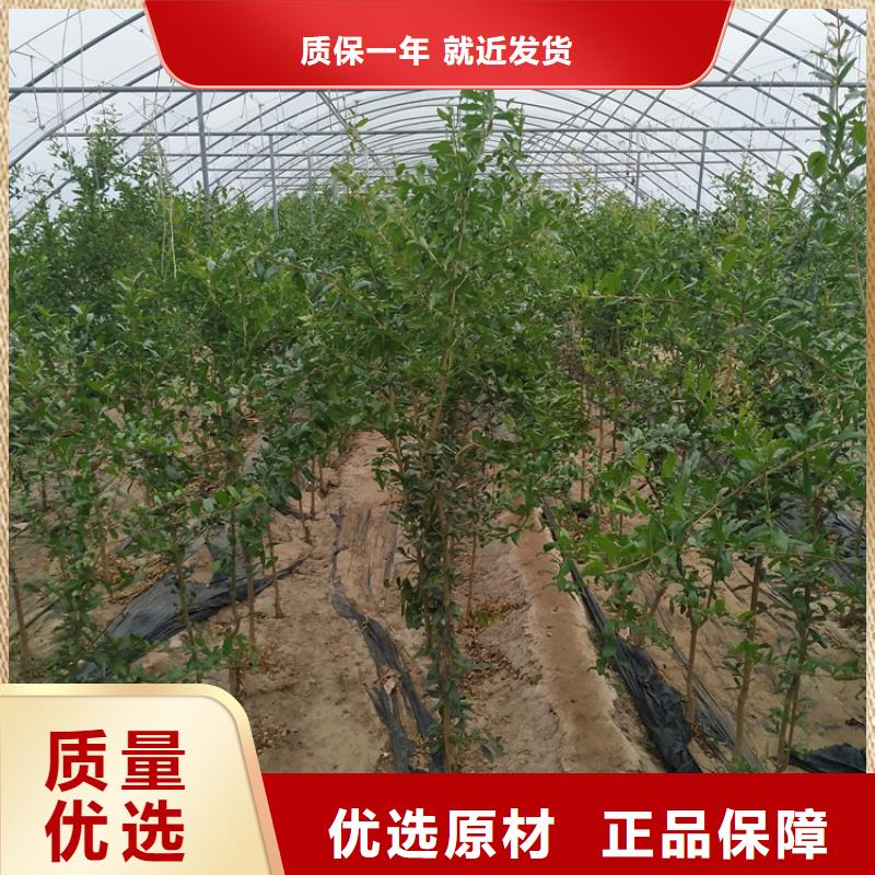 【 石榴苹果苗交货准时】 轩园园艺场(乌海市分公司)