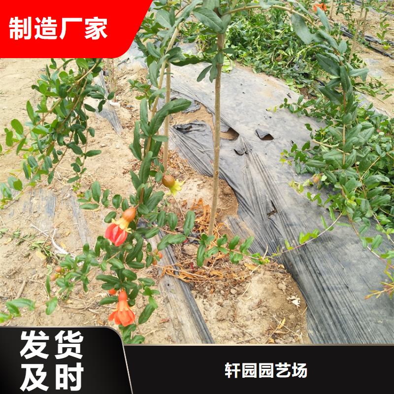 【 石榴苹果苗交货准时】 轩园园艺场(乌海市分公司)