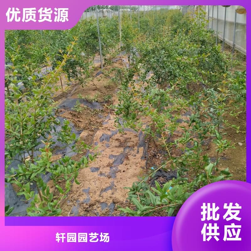 石榴李树苗可定制有保障