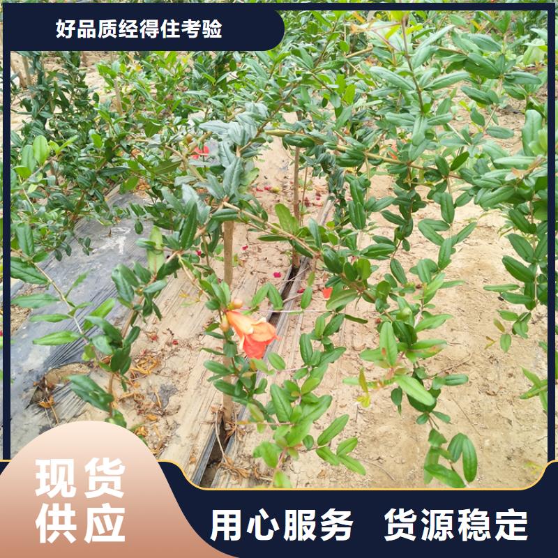 石榴李子苗精品优选