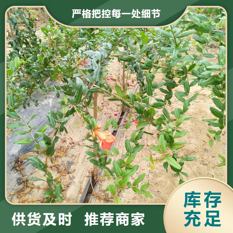【 石榴苹果苗交货准时】 轩园园艺场(乌海市分公司)
