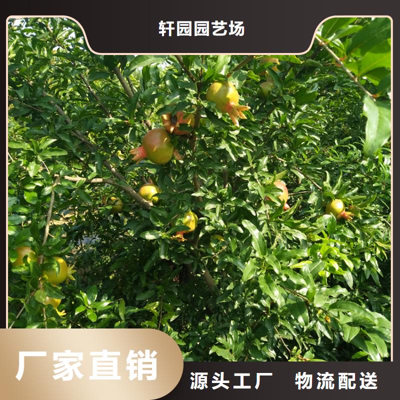 【 石榴苹果苗交货准时】 轩园园艺场(乌海市分公司)