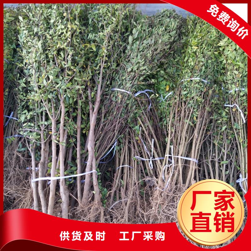 石榴-桃树苗现货批发