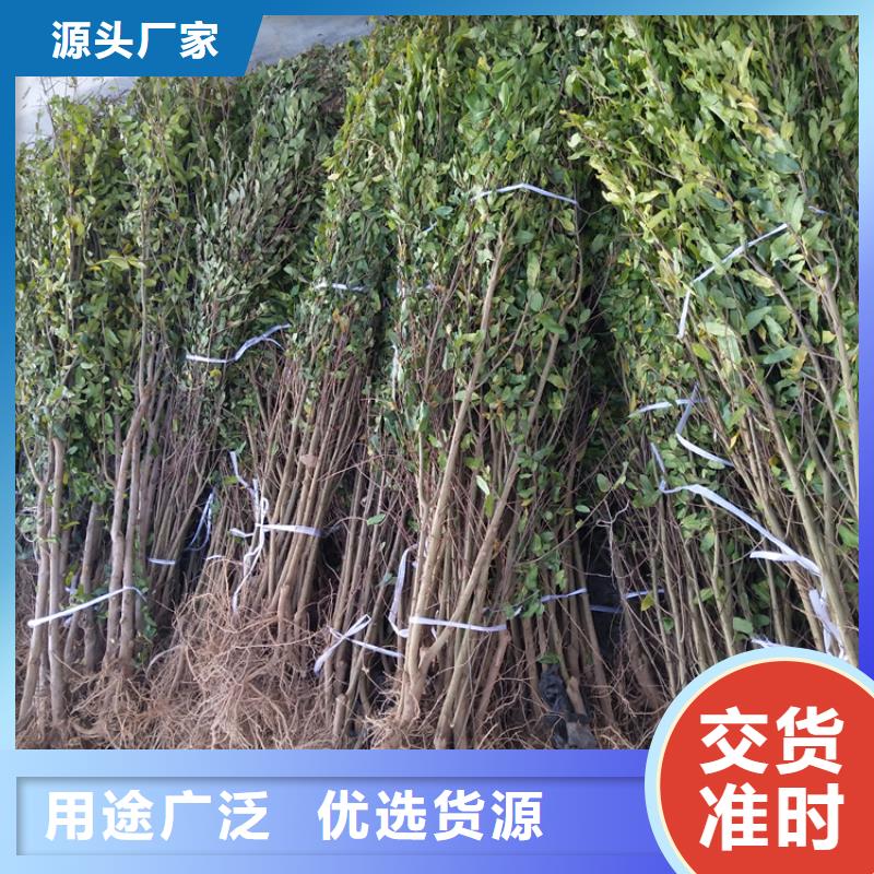 【 石榴苹果苗交货准时】 轩园园艺场(乌海市分公司)