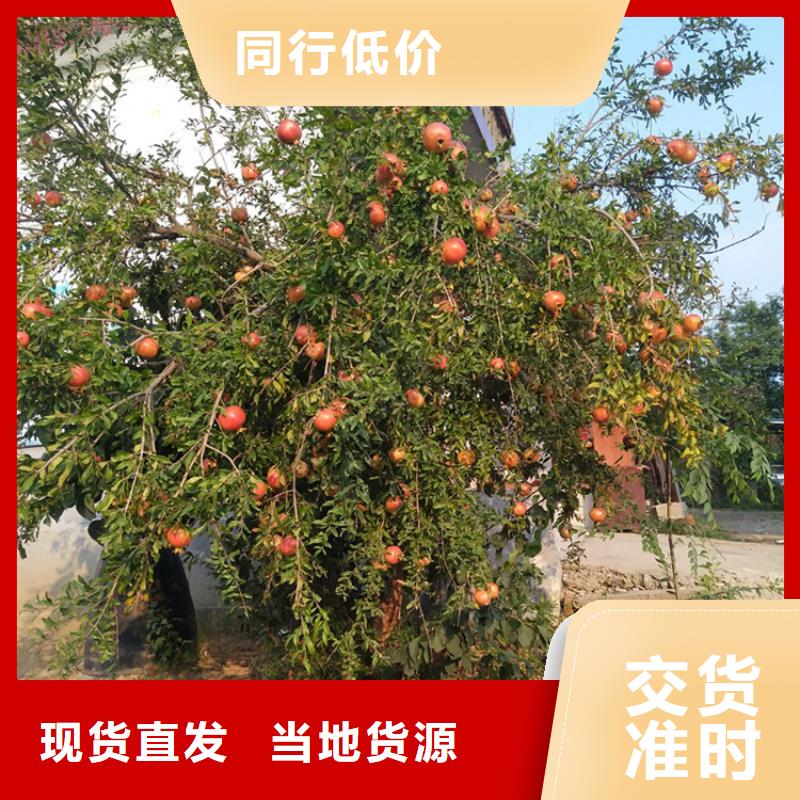 石榴【桃树苗】拥有多家成功案例