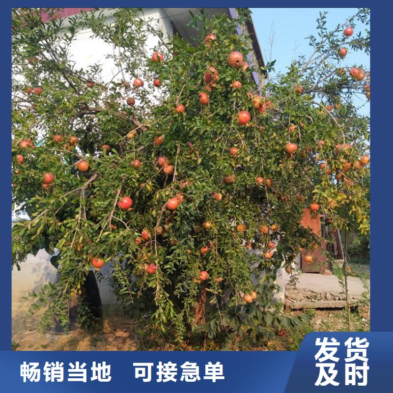 石榴李子苗精品优选