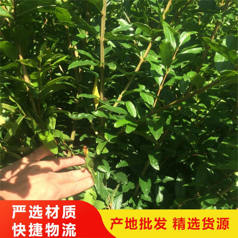 石榴【桃树苗】拥有多家成功案例