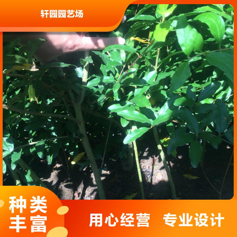 石榴【苹果苗】品质无所畏惧