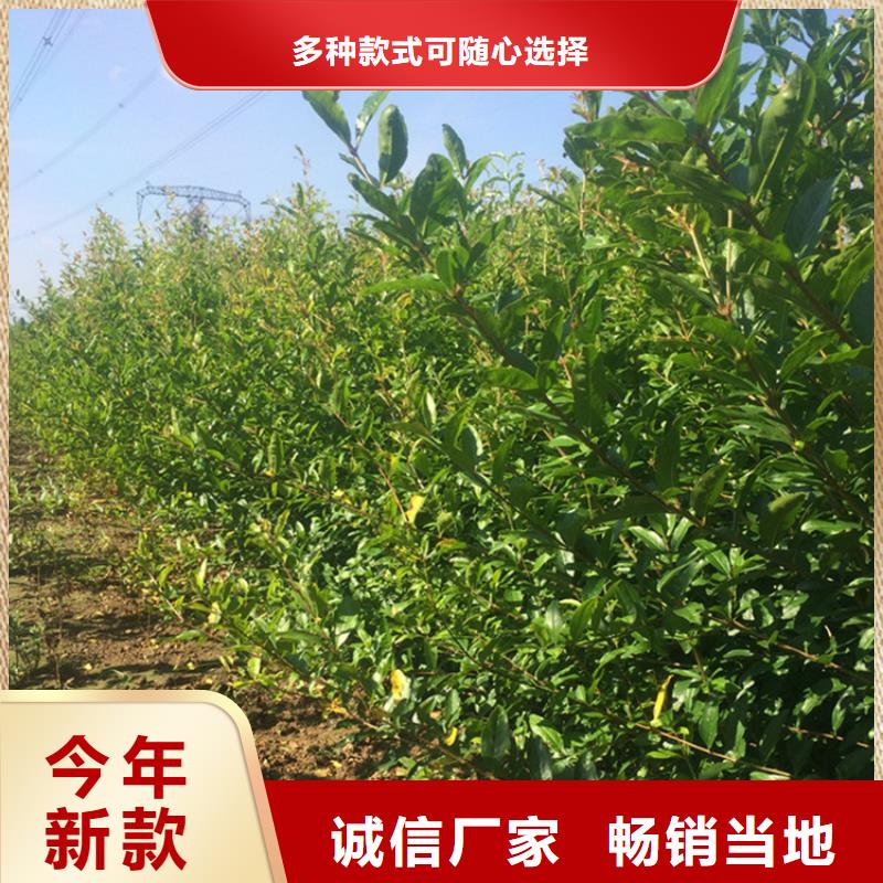 石榴樱桃苗原厂制造