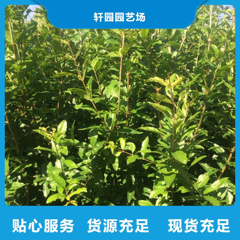 石榴【苹果苗】品质无所畏惧