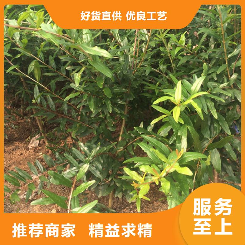 石榴【苹果苗】品质无所畏惧
