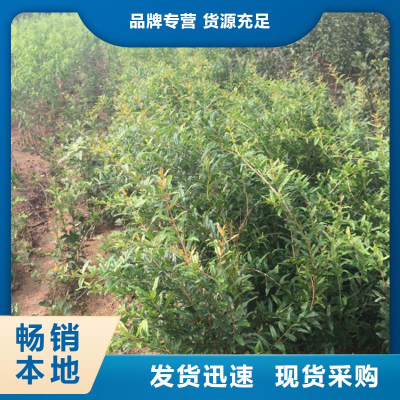 石榴李子苗精品优选