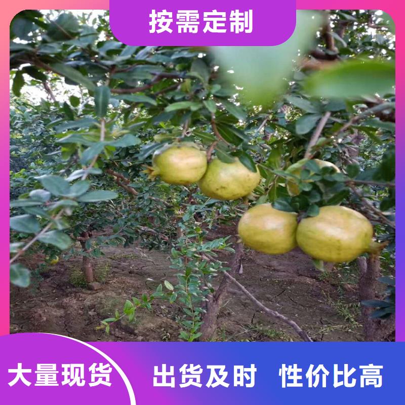 石榴_石榴树苗快捷物流