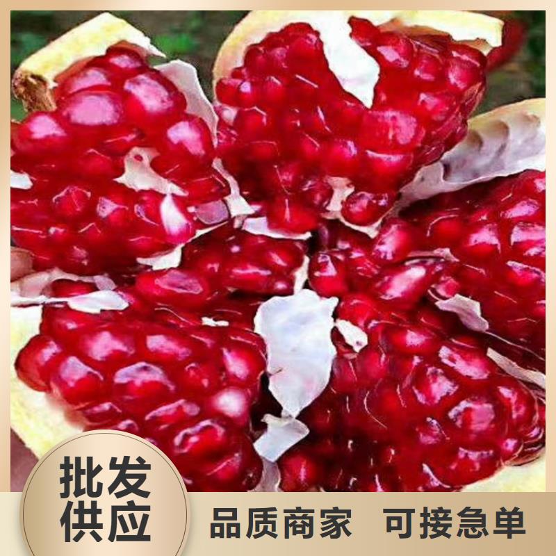 【 石榴苹果苗交货准时】 轩园园艺场(乌海市分公司)