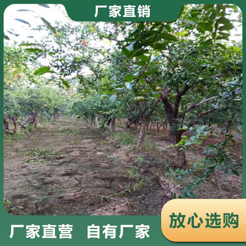 石榴-桃树苗现货批发
