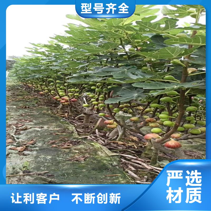 无花果【桃树苗】优选原材_轩园园艺场(十堰市分公司)