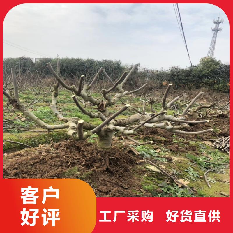 【 无花果 樱桃苗我们更专业】-轩园园艺场(赣州市分公司)-二八商务