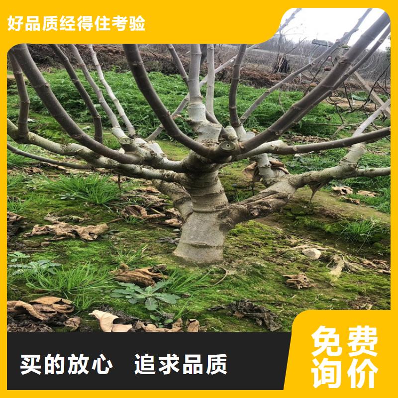 【 无花果 樱桃苗我们更专业】-轩园园艺场(赣州市分公司)-二八商务