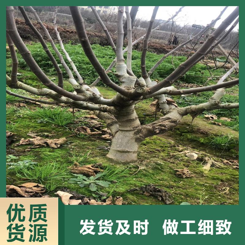 无花果蓝莓苗源头厂家量大价优
