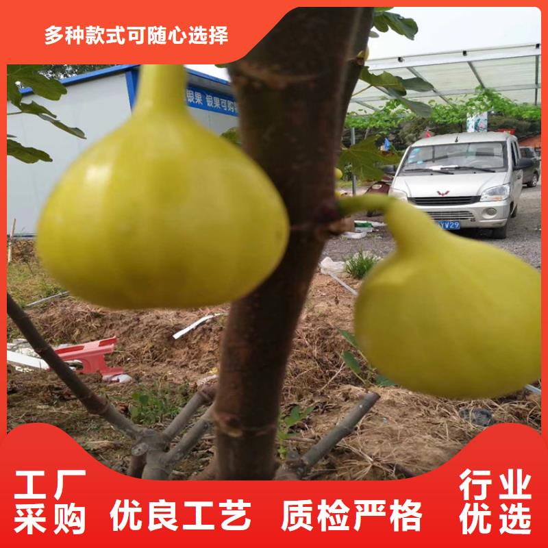 无花果【苹果苗】性价比高