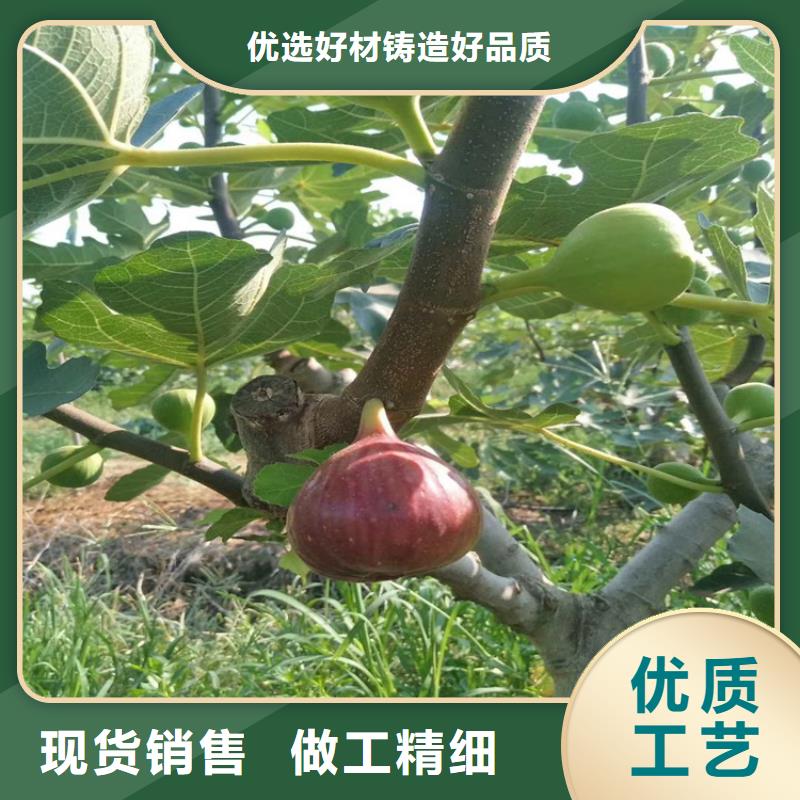 无花果【桃树苗】优选原材-服务区域包括竹山|张湾|孝感|鄂州|武汉|宜昌|襄阳|随州|咸宁等-产品视频