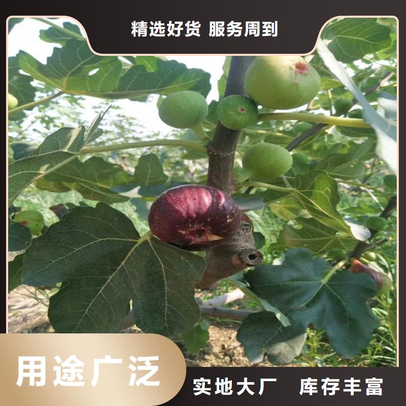 无花果【桃树苗】优选原材_轩园园艺场(十堰市分公司)