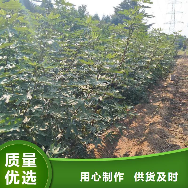 无花果樱桃苗厂家直营