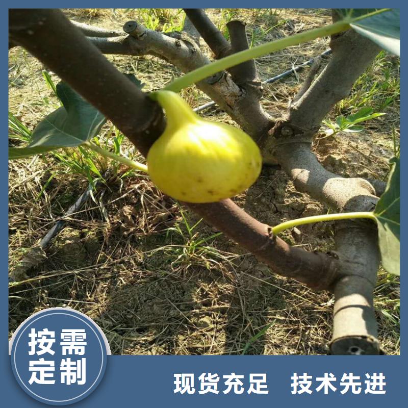 【 无花果 樱桃苗我们更专业】-轩园园艺场(赣州市分公司)-二八商务