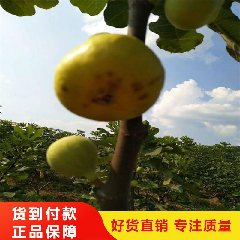 无花果-板栗苗不只是质量好